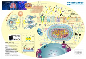 BioLabor-EMOST-Nano-2012-MD-HU