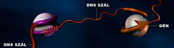 DNS1